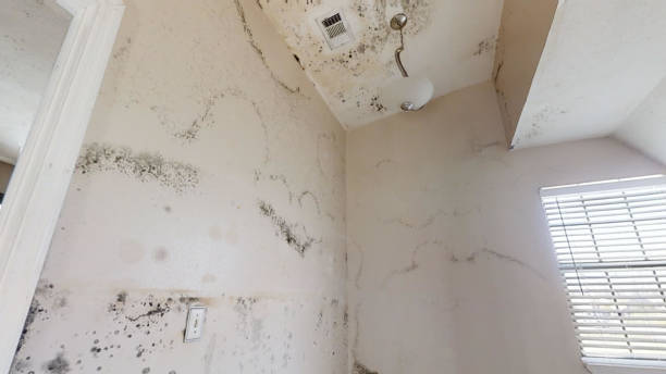 Best Mold Documentation for Insurance Claims  in Beatrice, NE