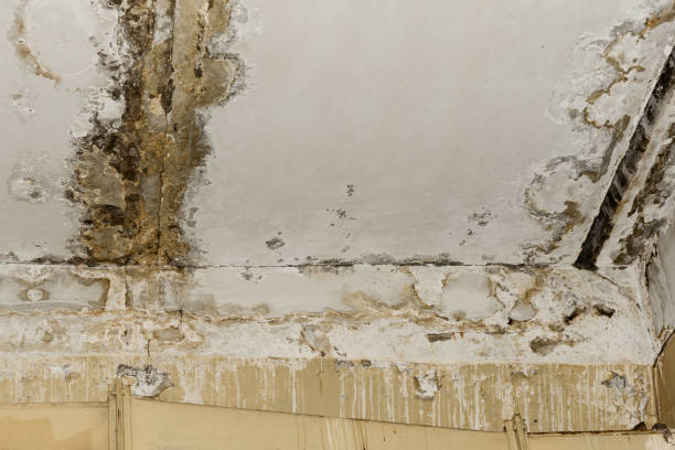 Best Comprehensive Air Testing for Mold Contaminants  in Beatrice, NE