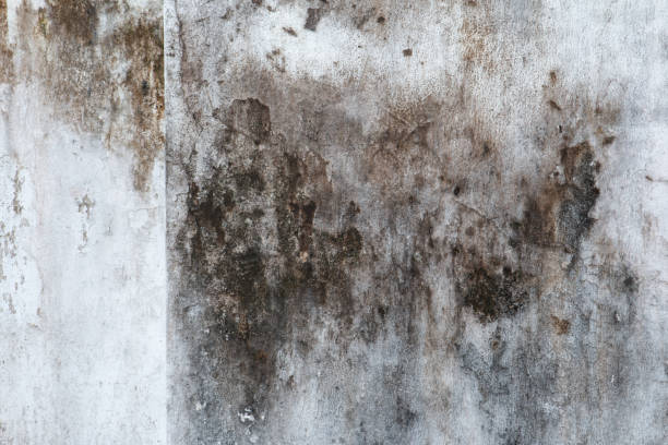 Best Environmental Consulting for Mold Prevention  in Beatrice, NE