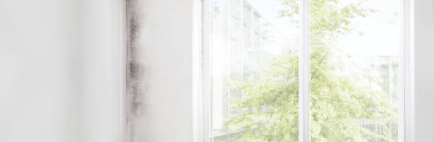 Best Mold Removal for HVAC Installations  in Beatrice, NE