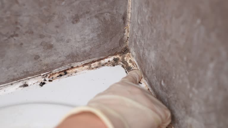 Best Mold-Related Health Consultation  in Beatrice, NE